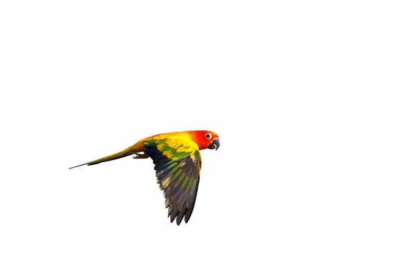 Güneş Papağanı Beyaz Arka Planda Yalnız Uçuyor — Stok fotoğraf