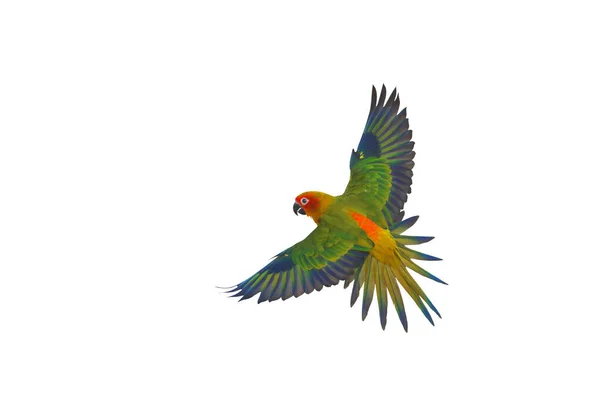 Słońce Conure Papuga Latający Odizolowany Białym Tle — Zdjęcie stockowe