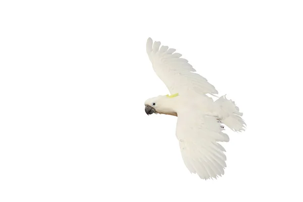 Όμορφη Του Παπαγάλου Cockatoo Πετούν Απομονωμένη Λευκό Φόντο — Φωτογραφία Αρχείου
