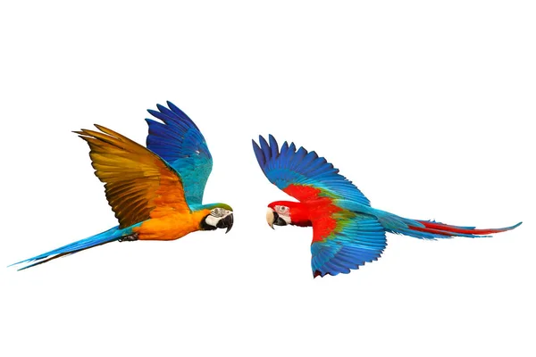 Beyaz Arka Planda Izole Edilmiş Renkli Uçan Papağanlar — Stok fotoğraf