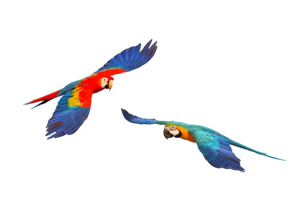 Värikäs Lentävä Papukaija Eristetty Valkoisella Taustalla — kuvapankkivalokuva