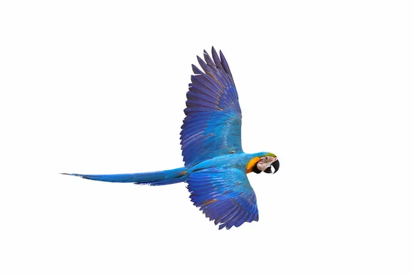 Pióra Papugi Odbijające Światło Słoneczne Białym Tle — Zdjęcie stockowe