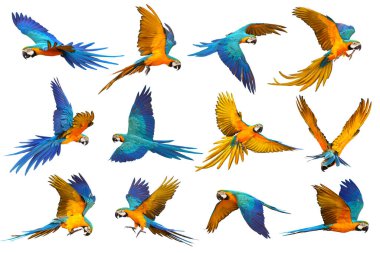 Set of Parrot flying isolated on white background. Blue and gold macaw clipart