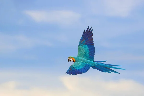 Прекрасний Папуга Літає Небі Вільний Літаючий Птах — стокове фото