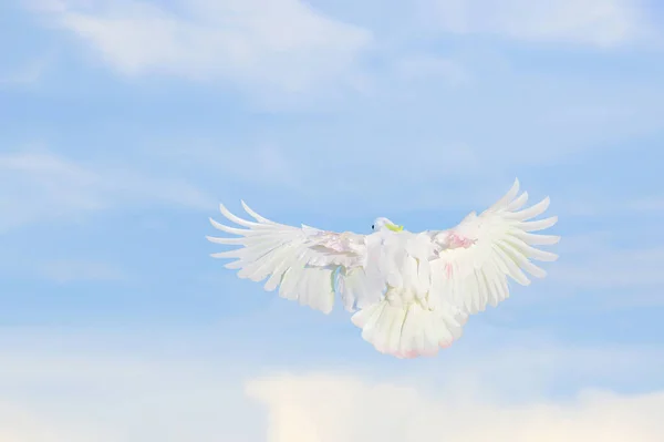 Bonito Papagaio Cacatua Voando Céu Brilhante Pássaro Voador Livre — Fotografia de Stock
