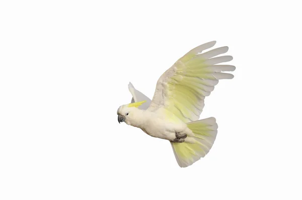 Hermosa Loro Cacatúa Volando Aislado Sobre Fondo Blanco — Foto de Stock