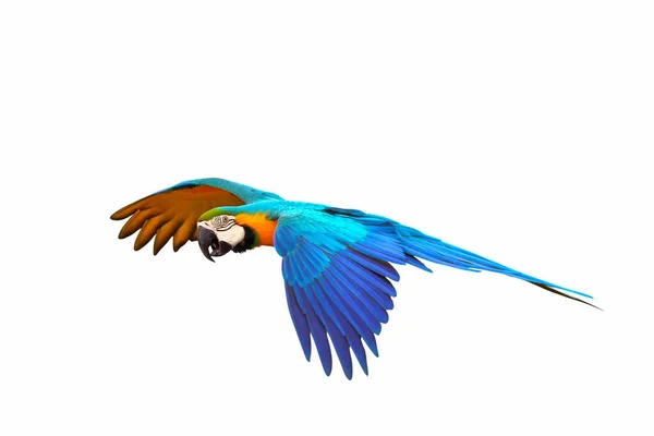 Beyaz Arka Plan Üzerinde Izole Renkli Uçan Papağan — Stok fotoğraf