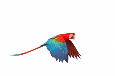 Beyaz arka plan üzerinde izole renkli uçan papağan.