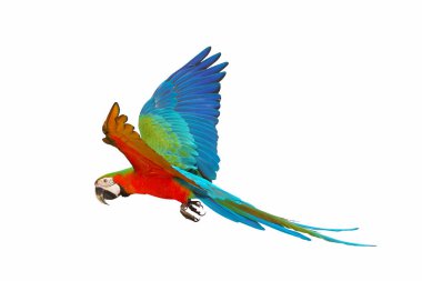 Beyaz arka plan üzerinde izole renkli uçan papağan.