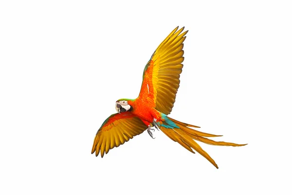 Barevná Létající Papoušek Izolovaných Bílém Pozadí — Stock fotografie