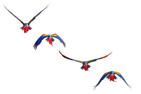 Penas Coloridas Parte Trás Papagaio Arara Isolado Fundo Branco — Fotografia de Stock