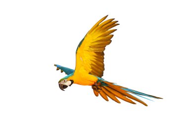 Beyaz arka plan üzerinde izole renkli uçan papağan.