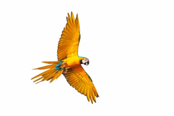 Kleurrijke Vliegende Papegaai Geïsoleerd Witte Achtergrond — Stockfoto