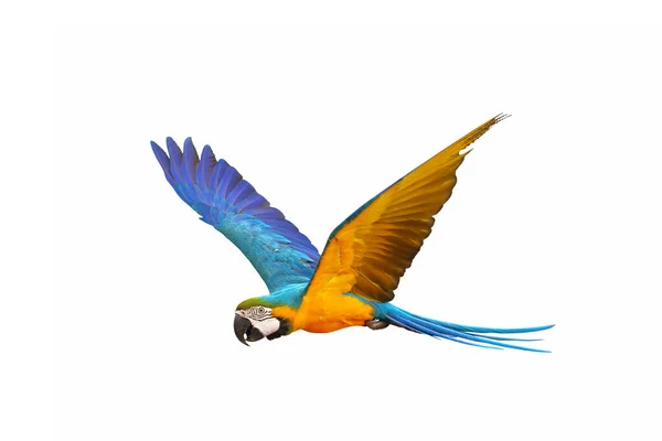 Färgglada Flygande Papegoja Isolerad Vit Bakgrund — Stockfoto