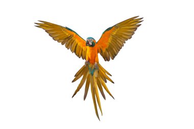 Beyaz arka plan üzerinde izole renkli uçan papağan.