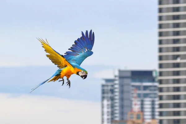 街を飛んでいるオウムの美しい 空飛ぶ鳥 — ストック写真