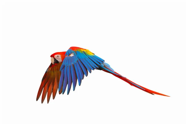 Прекрасные Попугаи Летают Небе Свободная Летающая Птица — стоковое фото