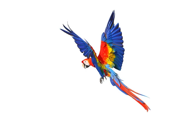Piękne Papugi Latające Niebie Latający Ptak — Zdjęcie stockowe