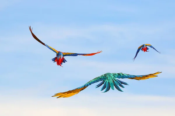 Hermosos Loros Volando Cielo Ave Voladora Libre — Foto de Stock