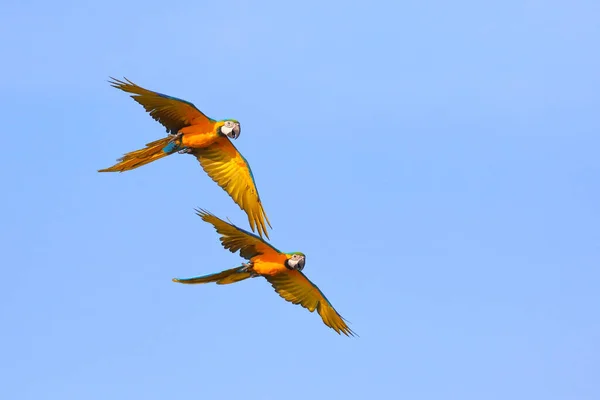Schöne Papageien Fliegen Himmel Freifliegender Vogel — Stockfoto