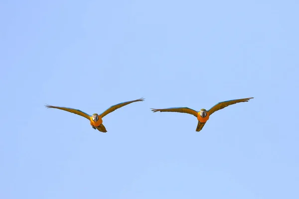 Hermosos Loros Volando Cielo Ave Voladora Libre — Foto de Stock