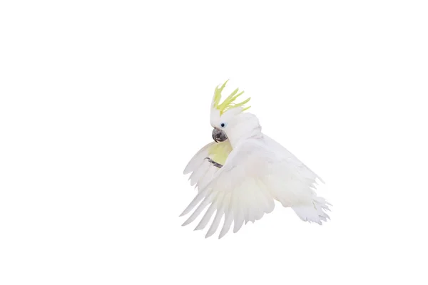 Gyönyörű Kakadu Papagáj Repül Elszigetelt Fehér Alapon — Stock Fotó