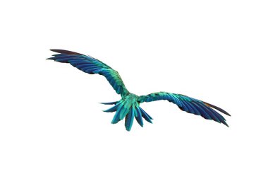 Papağanın sırtındaki renkli tüyler beyaz arka planda izole edilmiş..