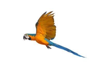 Beyaz arka plan üzerinde izole renkli uçan papağan.