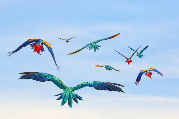 하늘을 아름다운 앵무새 자유로운날아다니는 — 스톡 사진