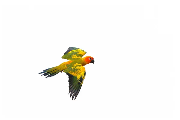 Güneşin Güzel Papağanı Beyaz Arka Planda Tek Başına Uçuyor — Stok fotoğraf