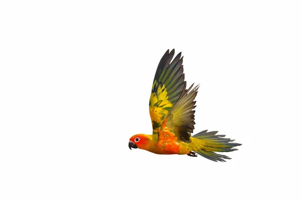 Gyönyörű Sun Conure Papagáj Repül Elszigetelt Fehér Háttér — Stock Fotó