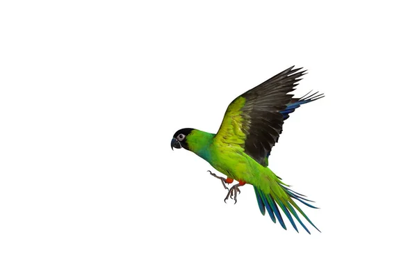 Красивий Папуга Нанді Літає Ізольовано Білому Тлі — стокове фото