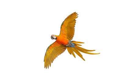 Beyaz arka plan üzerinde izole renkli uçan papağan.