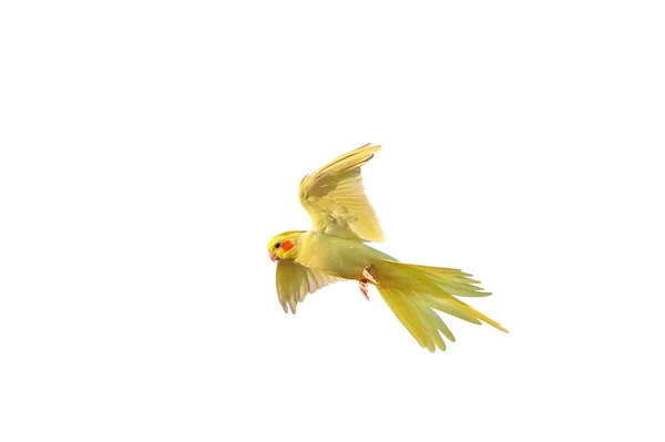 Попугай Коктейль Летящий Изолированно Белом Фоне — стоковое фото