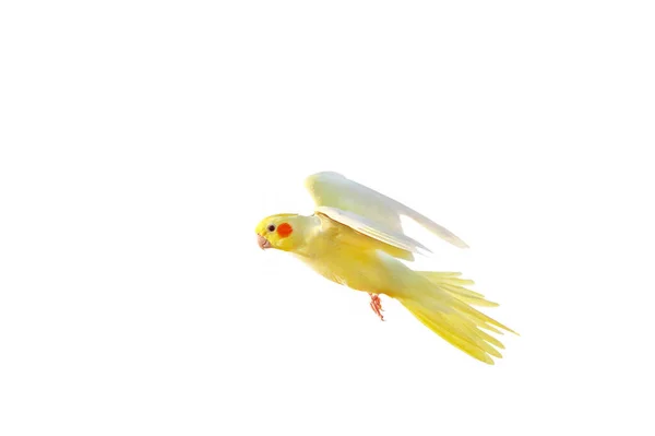 Gyönyörű Cockatiel Papagáj Repül Elszigetelt Fehér Alapon — Stock Fotó