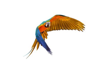 Beyaz arka planda zarif bir şekilde uçan papağan..