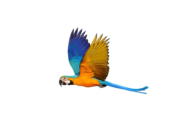 Витончено Літаючий Папуга Ізольований Білому Тлі — стокове фото