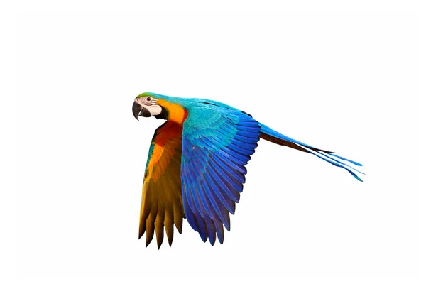 Gracefully Flying Parrot Isolated White Background — Stock Photo, Image