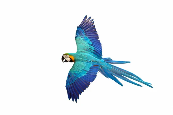 Beyaz Arka Planda Zarif Bir Şekilde Uçan Papağan — Stok fotoğraf