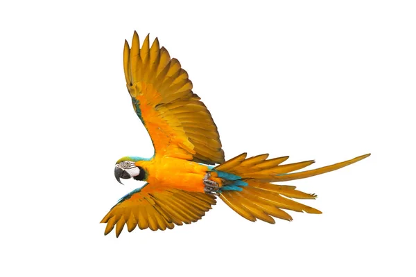 Graciöst Flygande Papegoja Isolerad Vit Bakgrund — Stockfoto