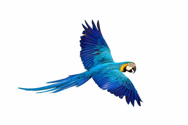 날아다니는 앵무새는 배경에 고립되어 — 스톡 사진