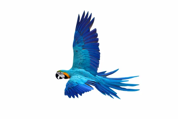 Genadig Vliegende Papegaai Geïsoleerd Witte Achtergrond — Stockfoto