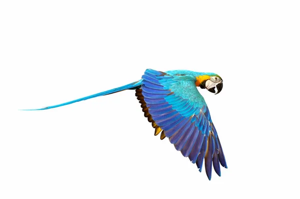 Papagaio Voador Graciosamente Isolado Fundo Branco — Fotografia de Stock