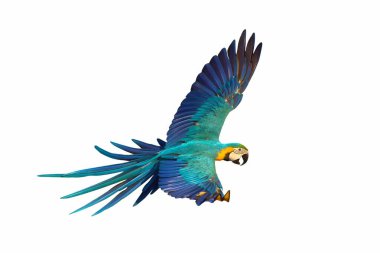 Beyaz arka planda zarif bir şekilde uçan papağan..