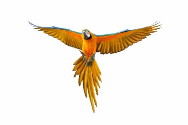 Beyaz arka planda zarif bir şekilde uçan papağan..