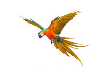 Beyaz arka planda zarif bir şekilde uçan papağan..
