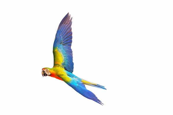 Graciöst Flygande Papegoja Isolerad Vit Bakgrund — Stockfoto