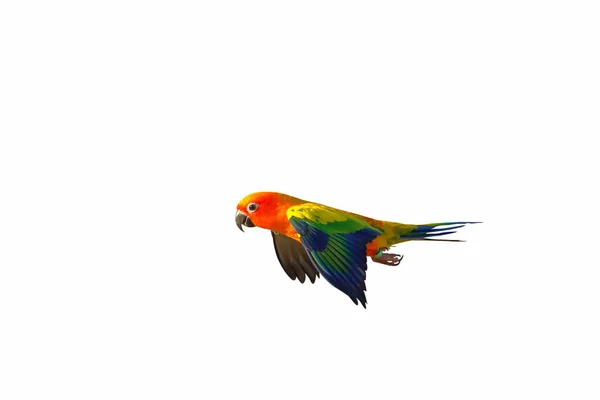 Piękne Słońce Conure Papuga Latający Odizolowany Białym Tle — Zdjęcie stockowe