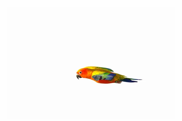 Belo Sol Conure Papagaio Voando Isolado Fundo Branco — Fotografia de Stock