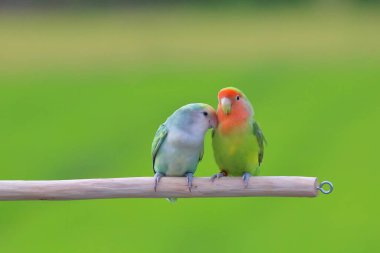 Yeşil doğada sevimli ve renkli muhabbet kuşu..